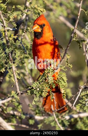 Il Cardinale settentrionale, Marana, nei pressi di Tucson, Arizona. Foto Stock