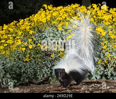 Hooded Skunk, Marana, vicino a Tucson, Arizona. Foto Stock