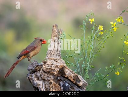 Il Cardinale settentrionale, Marana, nei pressi di Tucson, Arizona. Foto Stock