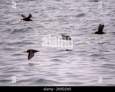 Puffin tufted, Parco Nazionale Kenai Fjords, vicino a Seward, Alaska. Foto Stock