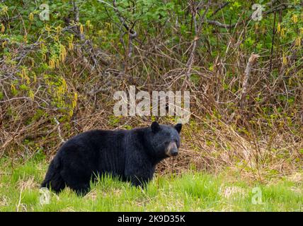 Il Parco nazionale di Kenai Fjords, vicino a Seward, Alaska. Foto Stock