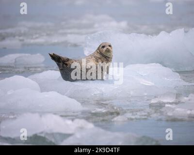 Harbor Seal, ghiacciaio le Conte, Tongass National Forest, Alaska. Foto Stock