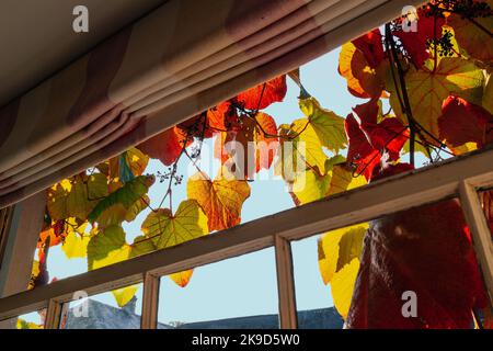 Sole che splende attraverso foglie di vite rosse, verdi e gialle che pendono all'esterno di una finestra tradizionale con griglie e un cieco che è stato sollevato. Foto Stock