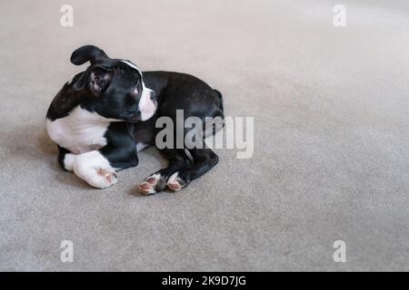 Boston Terrier cucciolo arricciato su un tappeto guardando lontano dalla macchina fotografica. Foto Stock