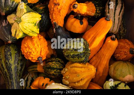 zucche ornamentali di piccole dimensioni, arancioni, gialle, verdi e a righe. Sfondo colorato con zucche decorative per la decorazione di Halloween. Raccolto autunnale. BR Foto Stock