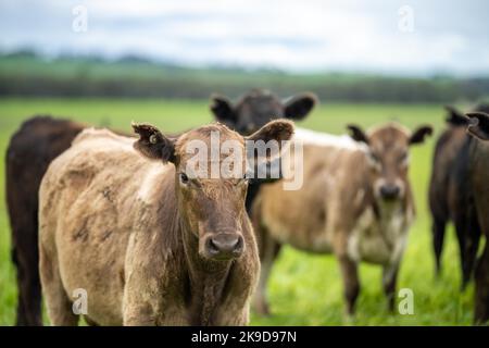 Mucche agricole rigenerative nel campo, pascolo su erba e pascolo in Australia, su un ranch agricolo. Bestiame bovino mangiando fieno e insilage. Razze includ Foto Stock