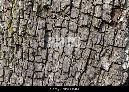 Primo piano della corteccia di un albero di pera Foto Stock