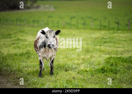 Perda in su di tori di manzo della vite prigioniera, mucche e vitelli che pascono su erba in un campo, in Australia. Razze di bestiame includono il parco di speckle, grigio di murray, angus, crusca Foto Stock