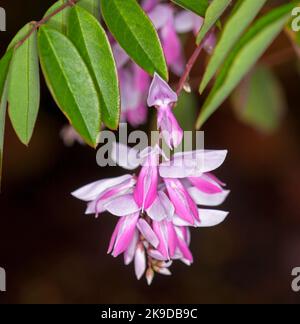 Gruppo di fiori rosa pallido e verde fogliame di Indigofera decora - Bush / Estate Wisteria / Indigo cinese, in Australia Foto Stock