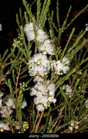 Soffici fiori bianchi e belle foglie verdi di Melaleuca thymifolia 'pizzo bianco', Miele Myrtle, un arbusto nativo australiano, su uno sfondo scuro Foto Stock