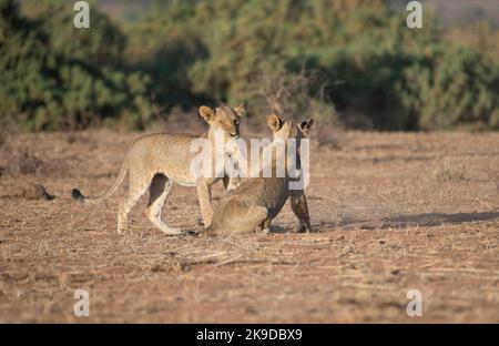 Lion (Panthera leo) cuccioli di gioco-combattimento, esercitandosi abilità di cui avranno bisogno quando diventeranno adulti Foto Stock