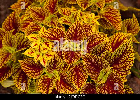 Insolite foglie rosse e gialle dorate di Solenostemon cultivar, Coleus, una pianta da giardino perenne, in Australia Foto Stock