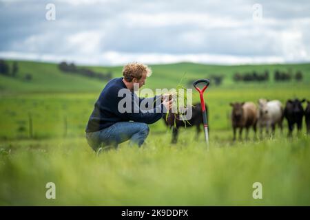 terreno scienziato agronomo agricoltore guardando campioni di terreno ed erba in un campo in primavera. guardando alla crescita di piante e la salute del suolo Foto Stock