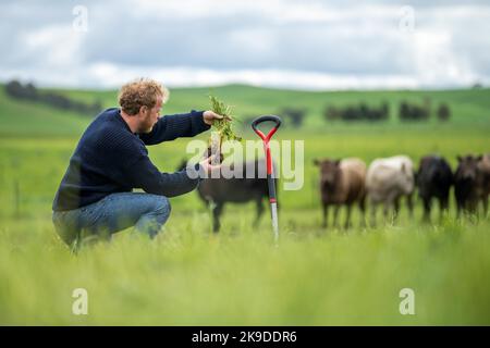 terreno scienziato agronomo agricoltore guardando campioni di terreno ed erba in un campo in primavera. guardando alla crescita di piante e la salute del suolo Foto Stock