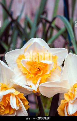 Primo piano gruppo di Narcissus Dolce desiderio in fiore in primavera. Narcissi Sweet Desire è un doppio narciso di divisione 4 con fiori bianchi e gialli. Foto Stock