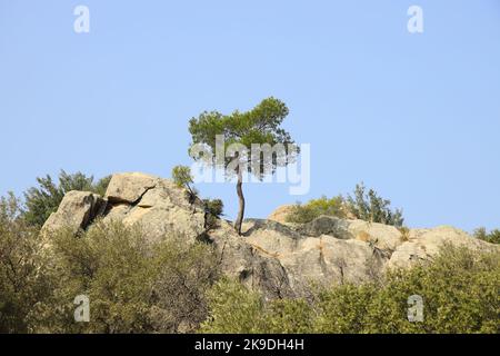 Ulivo solitario cresciuto in collina con le rovine storiche della città bizantina sul lago Bafa sud-ovest della Turchia Foto Stock