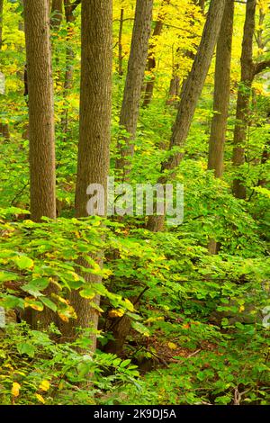 Foresta lungo Tower Path, Sleeping Giant state Park, Connecticut Foto Stock