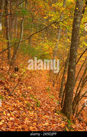 Blue Trail, Shade Swamp Sanctuary, Connecticut Foto Stock