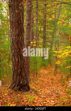 Blue Trail, Shade Swamp Sanctuary, Connecticut Foto Stock