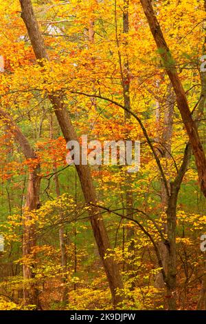 Boschi lungo Blue Trail, Shade Swamp Sanctuary, Connecticut Foto Stock