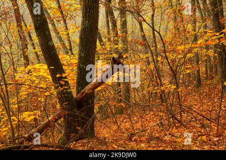 Boschi lungo Blue Trail, Shade Swamp Sanctuary, Connecticut Foto Stock