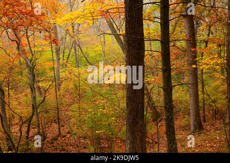 Boschi lungo Blue Trail, Shade Swamp Sanctuary, Connecticut Foto Stock