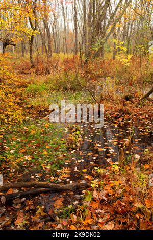 Shade Swamp Forest, Shade Swamp Sanctuary, Connecticut Foto Stock