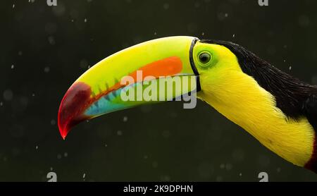 Toucan su fattura chiglia che mostra il suo becco Foto Stock