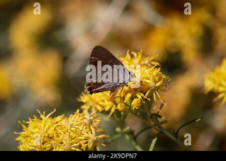 Gray hairstreak o Strymon melinusthe si nutrono di una macchia d'oro presso il ranch d'acqua Riparian in Arizona. Foto Stock