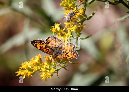 Mylitta Crescent o Phyciodes mylitta arizonensis che si nutrono di fiori di boro al vivaio di pesci Tonto in Arizona. Foto Stock