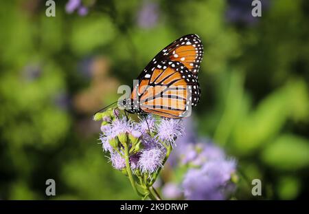 Farfalla regina o Danaus gilippus che si nutrono di mistflowers al giardino botanico del deserto a Pheonix, Arizona. Foto Stock