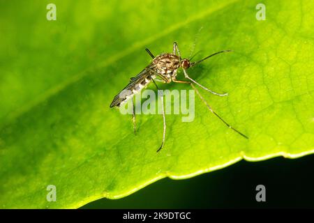 Insetto di protezione della foresta (Oncacontias vittatus) e una zanzara (Culex sp.) su una foglia Foto Stock