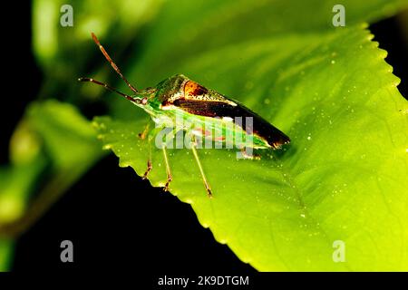 Insetto di protezione della foresta (Oncacontias vittatus) e una zanzara (Culex sp.) su una foglia Foto Stock