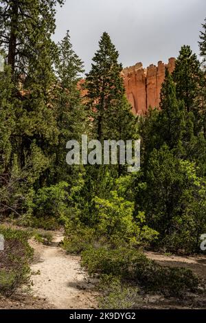 Percorre la foresta sotto il Rim nel Bryce Canyon National Park Foto Stock