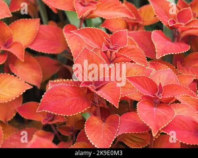 Primo piano delle foglie della pianta Red Coleus Foto Stock