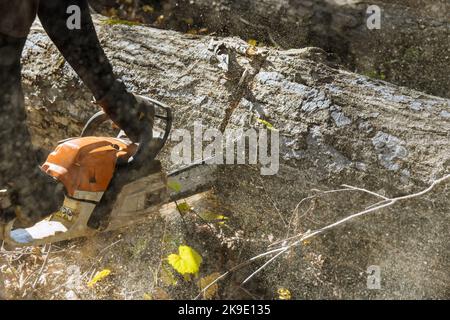 A seguito di una violenta tempesta, un lavoratore municipale taglia un albero rotto nella foresta Foto Stock