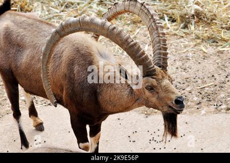 Uno splendido Ibex nubiano allo zoo biblico di Gerusalemme, Israele. Foto Stock