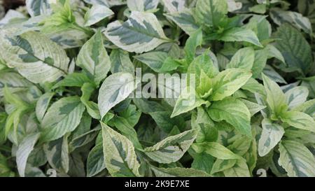 Arbusti di Elegantissima bianca in natura. Comunemente noto come Cornus alba Elegantissima. Combinazione di foglie verdi e bianche, molto bella. Foto Stock