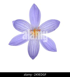 Crocus longiflorus, an autumn flowering crocus Foto Stock