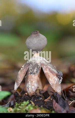 Earthstar ad arco - Geastrum fornicatum Foto Stock