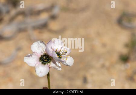Vista frontale di due fiori bianchi con il tocco rosa della Sundew Drosera cistiflora (pianta carnivora) presi in habitat con copyspace Foto Stock