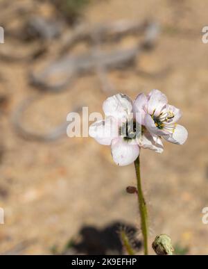 Vista frontale di due fiori bianchi con il tocco rosa della Sundew Drosera cistiflora (pianta carnivora) presi in habitat con copyspace Foto Stock