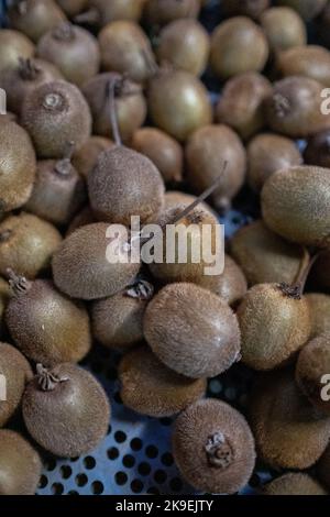 Francia, Bretagna, Dinan, il 2021-12-20. Il Jardin de Cocagne de Dinan, membro del Réseau Cocagne, è un grande giardino di mercato urbano a base di organo Foto Stock