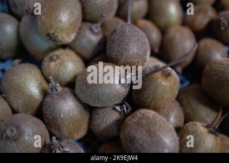 Francia, Bretagna, Dinan, il 2021-12-20. Il Jardin de Cocagne de Dinan, membro del Réseau Cocagne, è un grande giardino di mercato urbano a base di organo Foto Stock