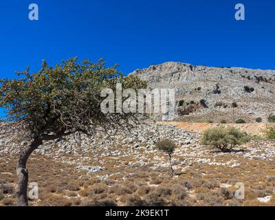 Ulivo in un tipico paesaggio greco. Clima arido e cielo azzurro soleggiato. Isola di Rodi, Grecia. Foto Stock