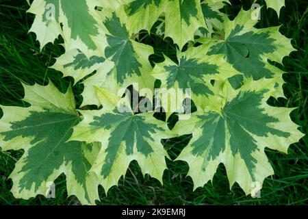 Belle foglie bianche cremose variegate ai bordi Acero di Norvegia, Acer platanoides 'Drummondii' Foto Stock