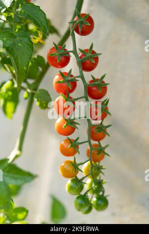 Ciliegia di pomodoro rosso e verde appesa al ramoscello durante la maturazione e la coltivazione in azienda agricola Foto Stock