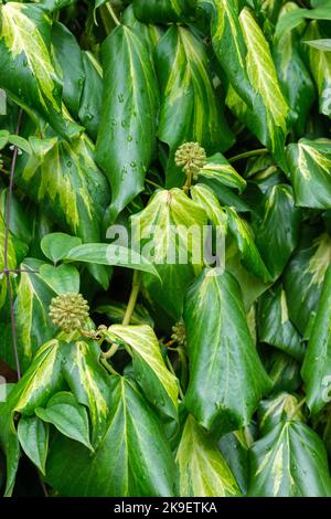 Hedera colchica 'cuore di Sulphur', edera persiana, Paddy's Pride. Edera sempreverde di grandi dimensioni e variegata Foto Stock