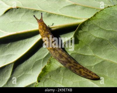 Green Cellar Slug Foto Stock