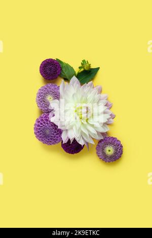 Composizione con dahlias su sfondo giallo con spazio per il testo Foto Stock